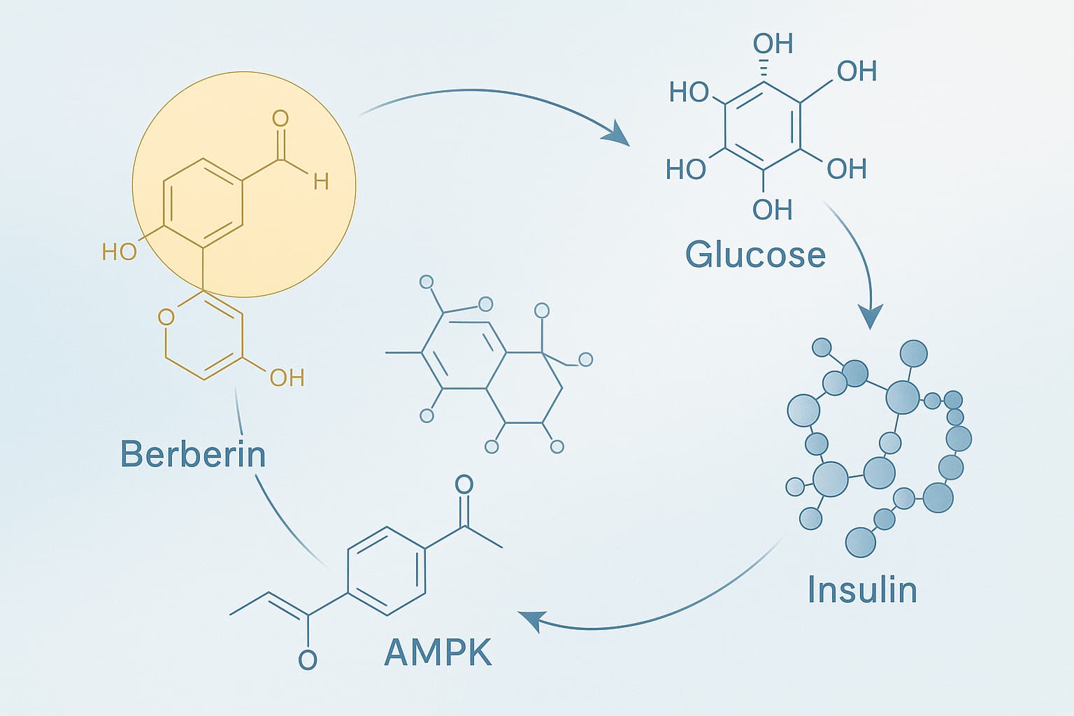 Берберин и похудение — как он помогает при жиросжигании